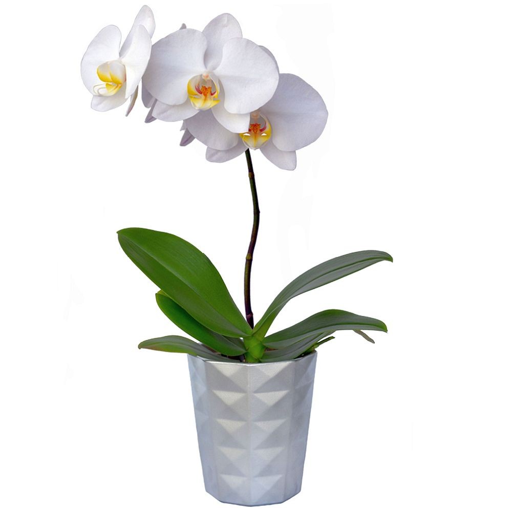 Orquídea Blanca