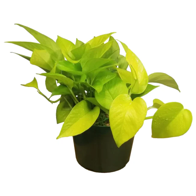 Pothos Dorado