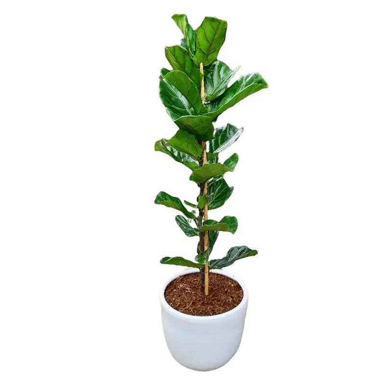 Ficus Lyrata