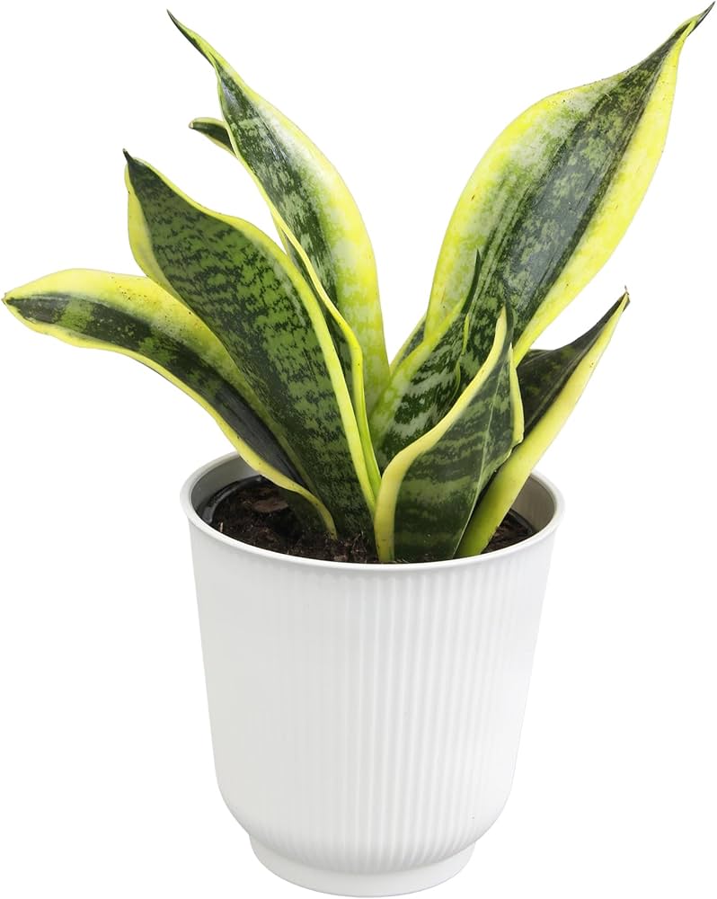 Sansevieria Trifasciata