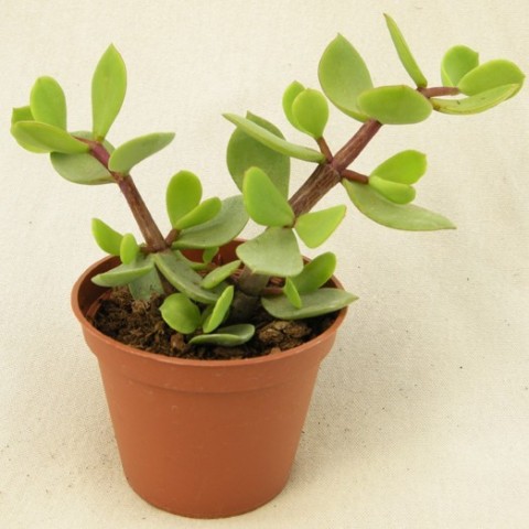 Portulacaria Afra