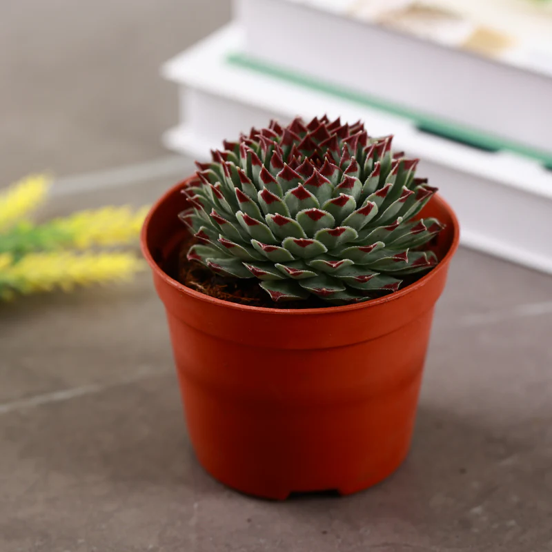 Sempervivum Tectorum