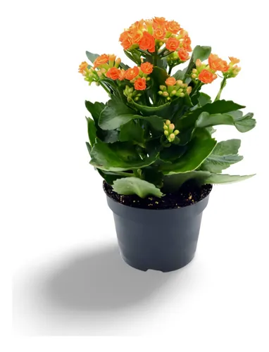 Kalanchoe Blossfeldiana