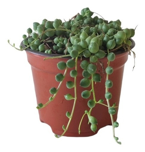 Senecio Rowleyanus