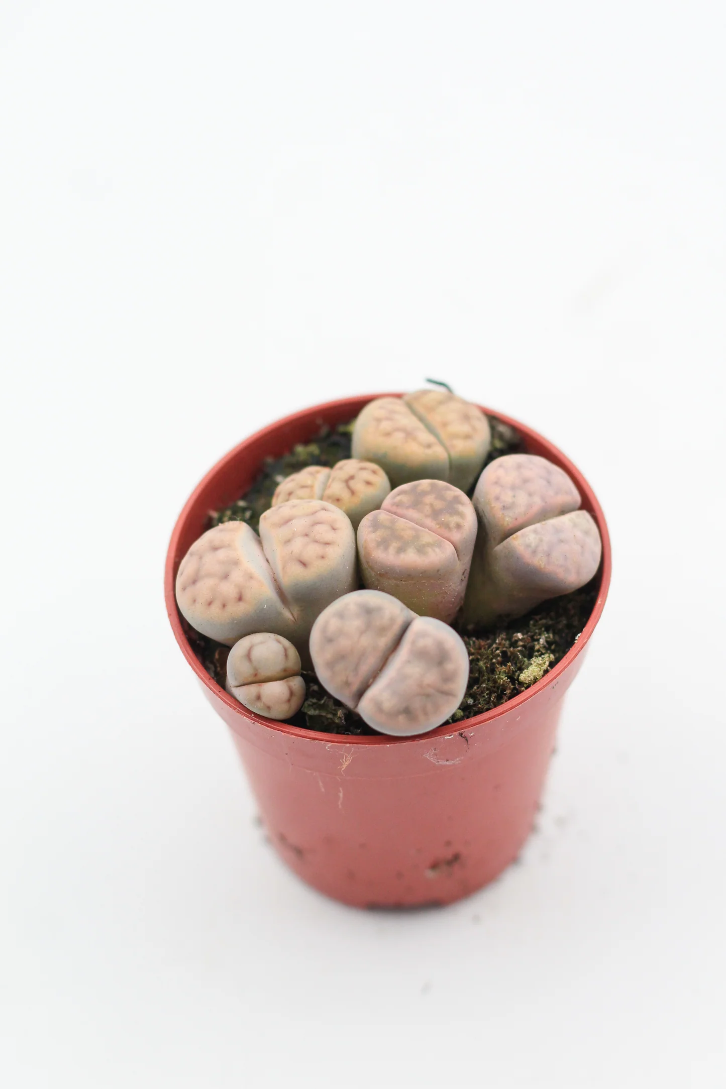 Lithops Karasmontana