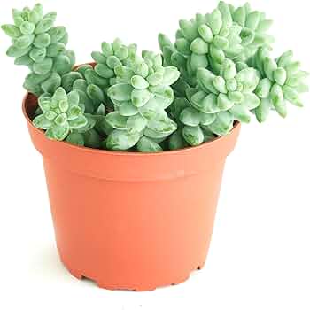 Sedum Morganianum