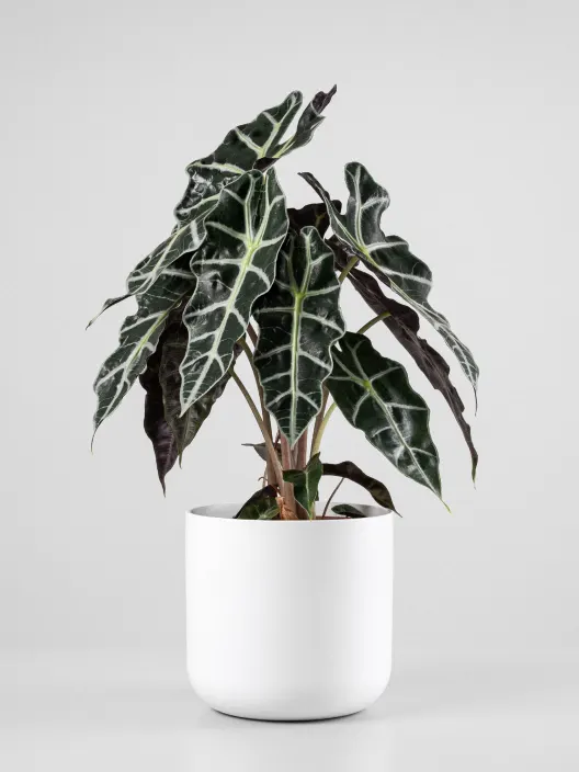 Alocasia Polly
