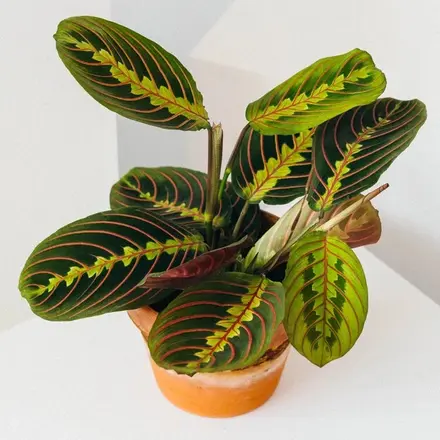 Maranta Leuconeura