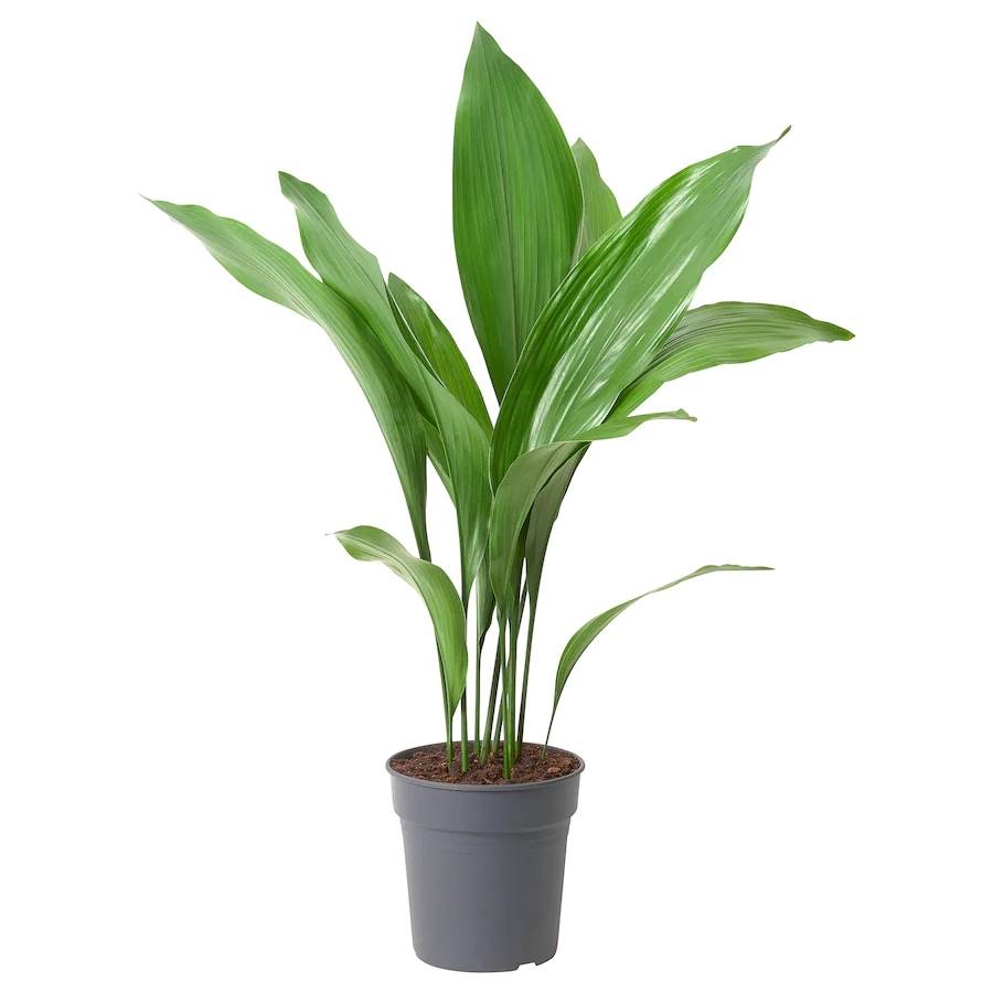 Aspidistra Elatior