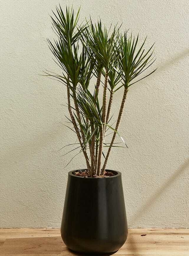 Dracena Marginata