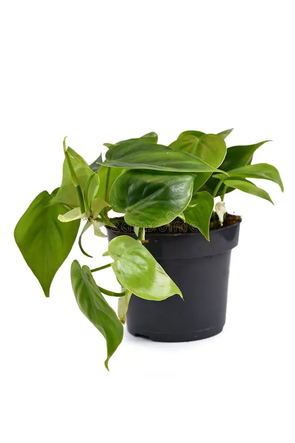 Philodendron Brasil