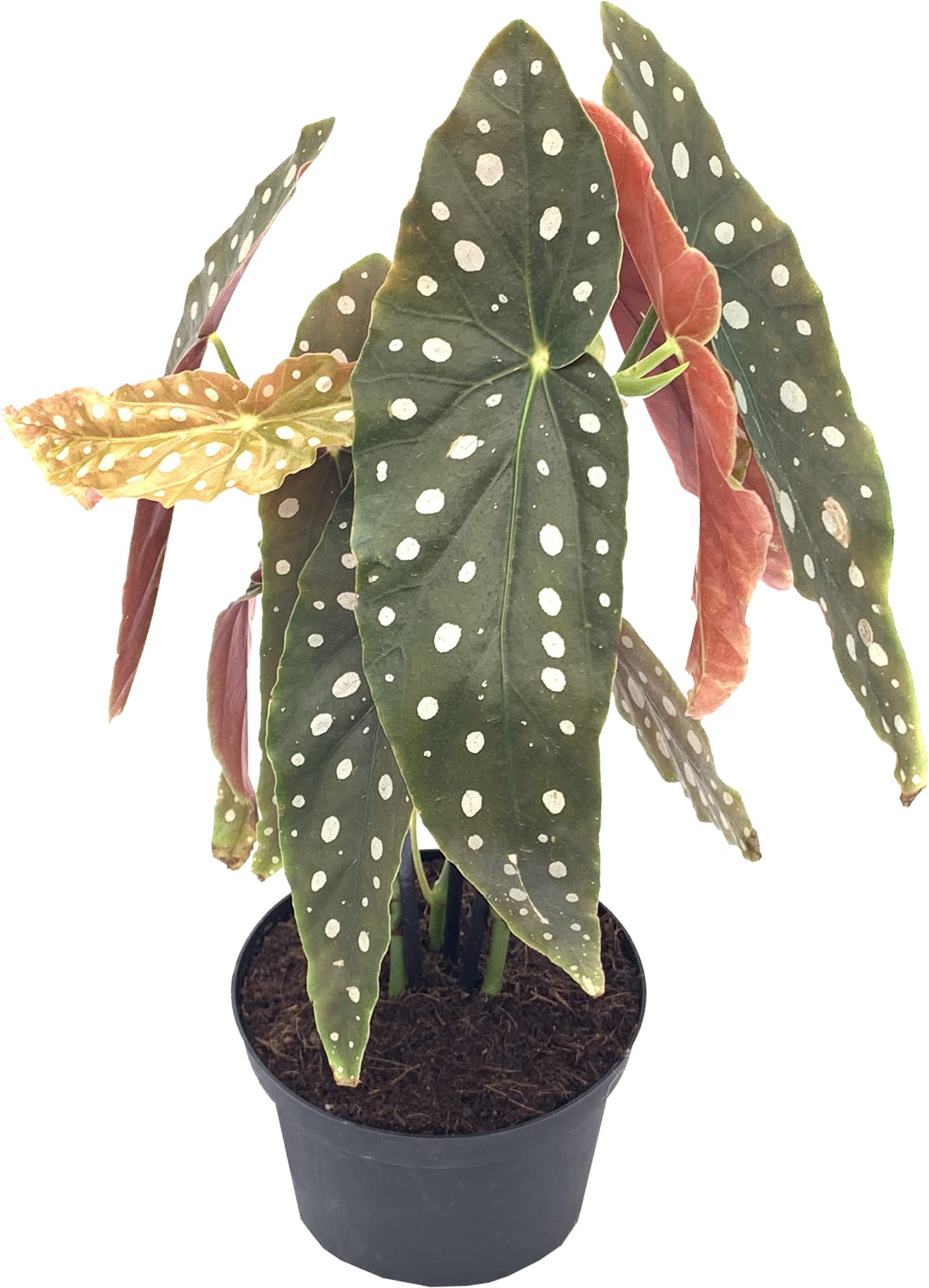 Begonia Maculata