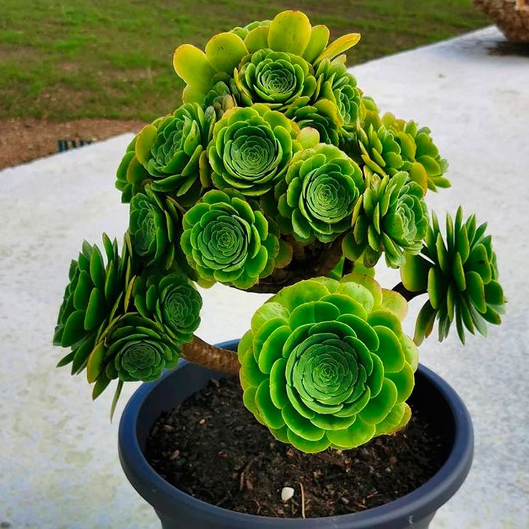 Aeonium Arboreum